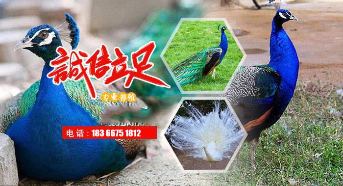 無縫鋼管 無縫鋼管